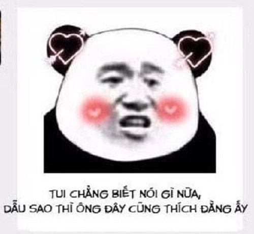 Meme gấu trúc bựa Trung Quốc: Dẫu sao thì ông đây cũng thích đằng ấy